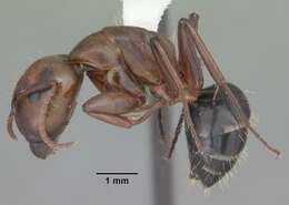 Image of Camponotus decipiens Emery 1893