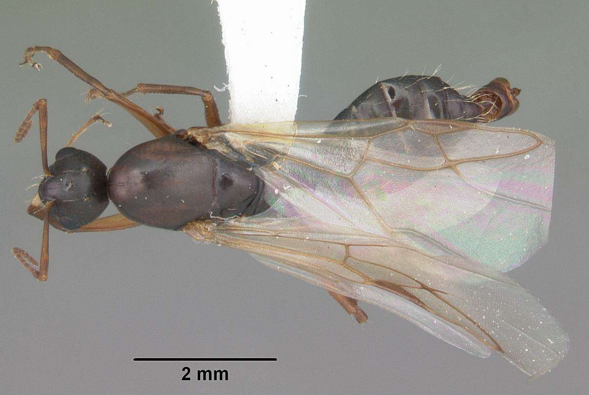 Image of Camponotus decipiens Emery 1893