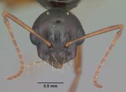 Image of Camponotus decipiens Emery 1893