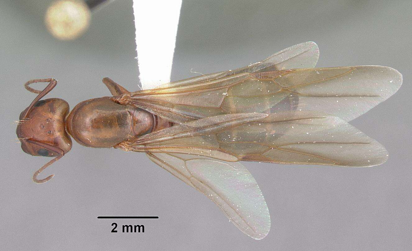 Image of Camponotus decipiens Emery 1893