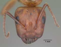 Image of Camponotus decipiens Emery 1893