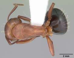 Image of Camponotus decipiens Emery 1893