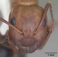 Image of Camponotus decipiens Emery 1893