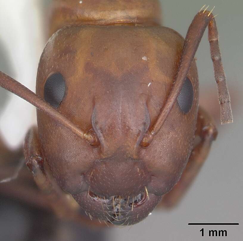 Image of Camponotus decipiens Emery 1893