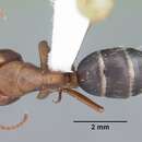 Image of Camponotus discolor (Buckley 1866)
