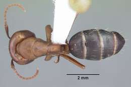 Image of Camponotus discolor (Buckley 1866)