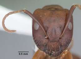 Image of Camponotus discolor (Buckley 1866)