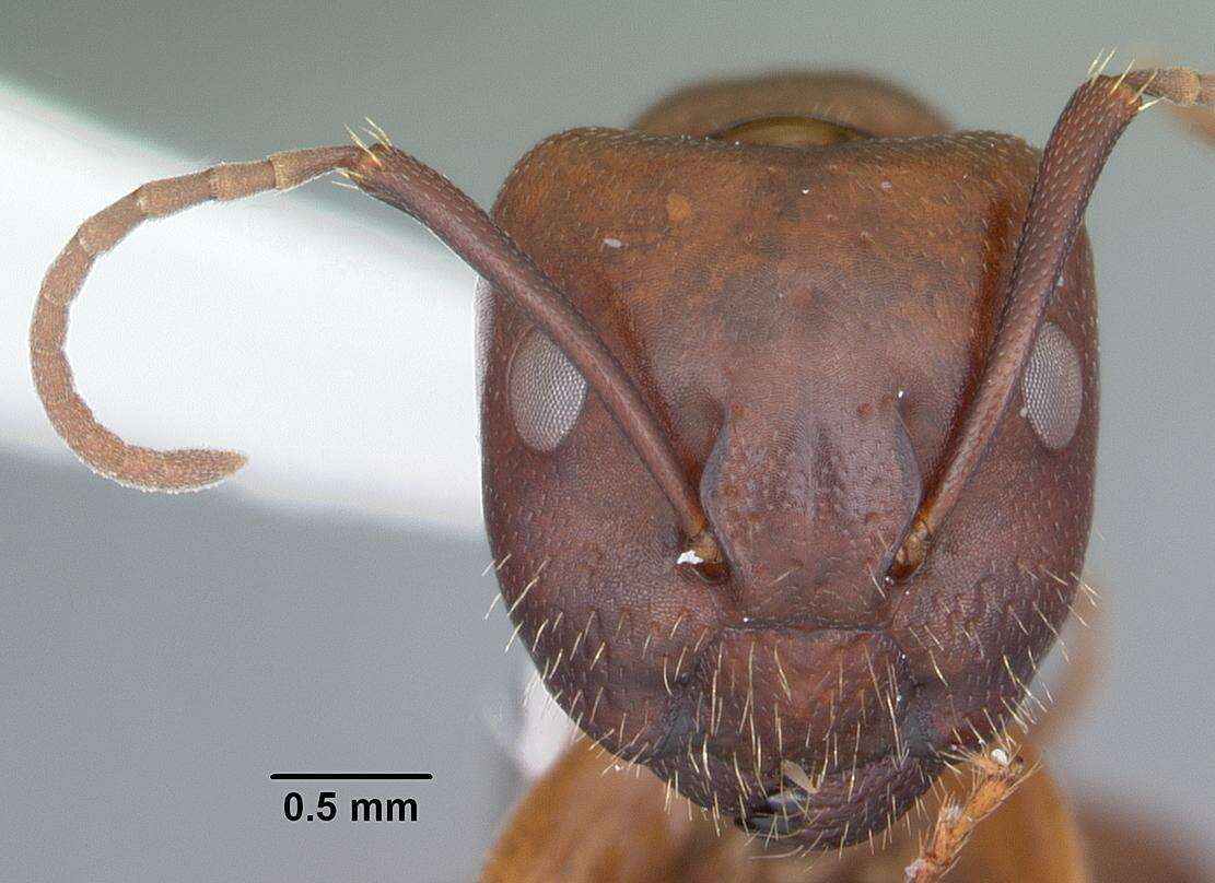 Image of Camponotus discolor (Buckley 1866)