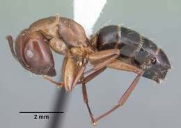 Image of Camponotus discolor (Buckley 1866)