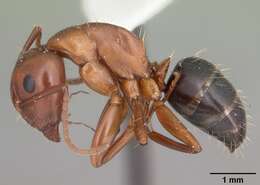 Image of Camponotus discolor (Buckley 1866)