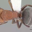 Imagem de Camponotus planatus Roger 1863