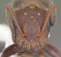 Image of Compact Carpenter Ant