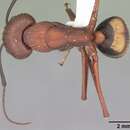 Image of Camponotus socius Roger 1863