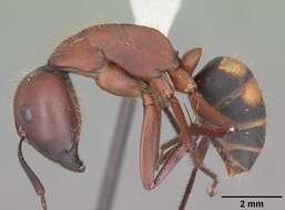 Image de Camponotus socius Roger 1863