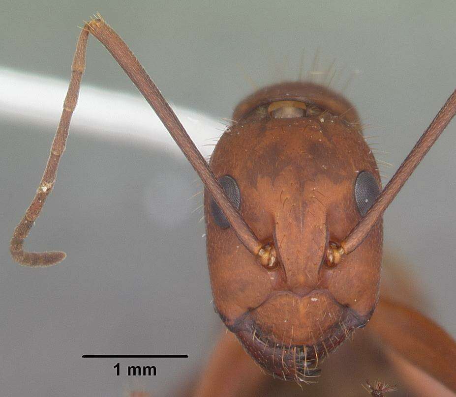 Image de Camponotus socius Roger 1863