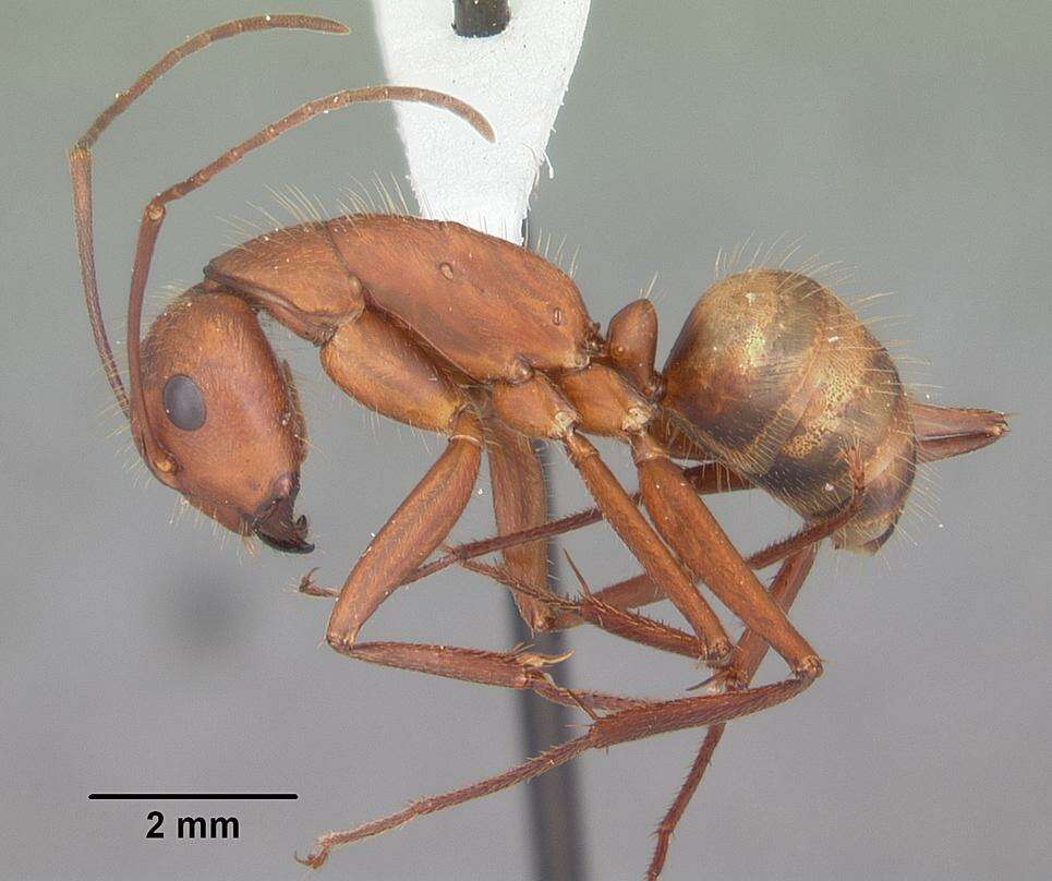 Image de Camponotus socius Roger 1863