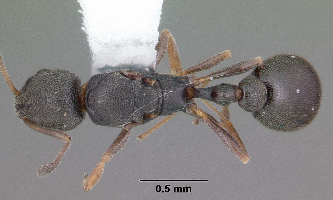 Image of Ant