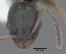 Image of Ant