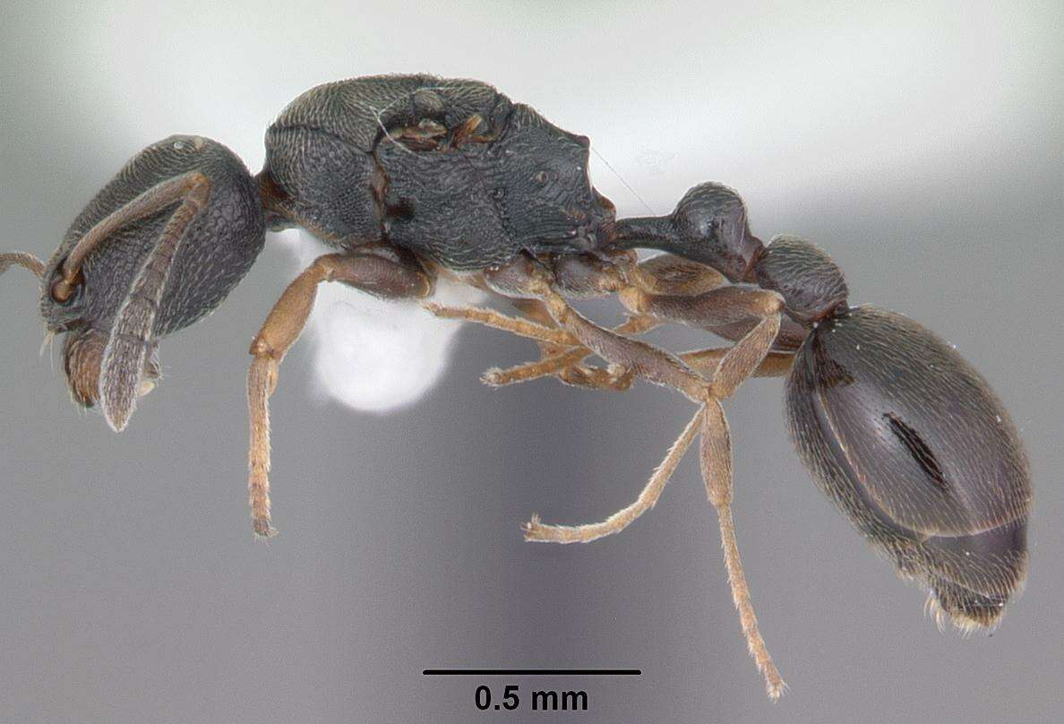 Image of Ant