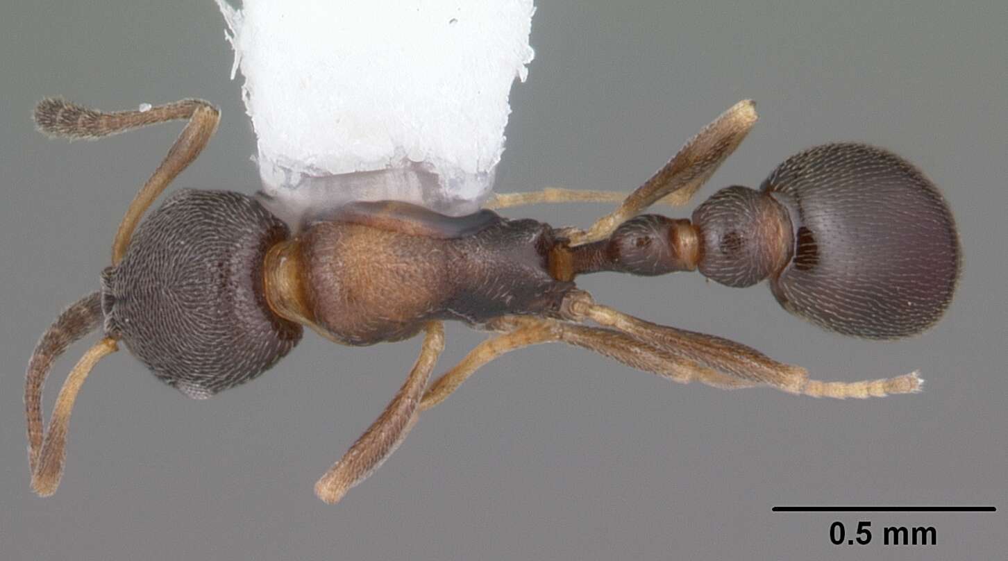 Image of Ant