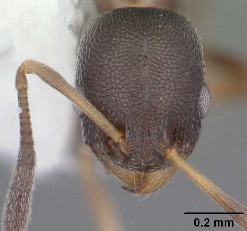 Image of Ant