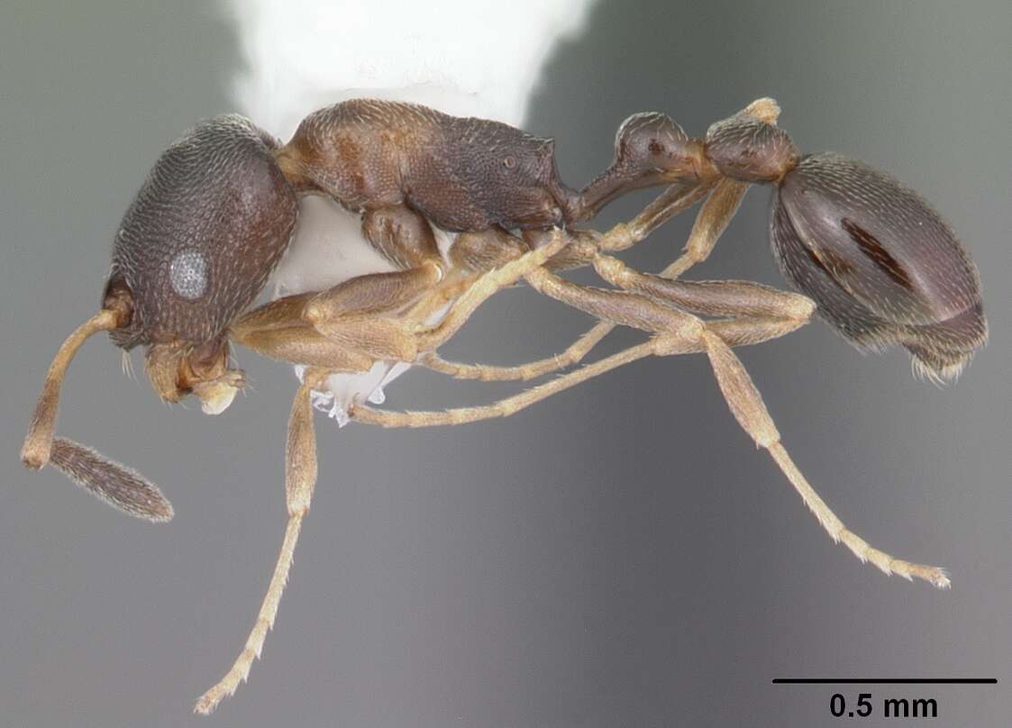 Image of Ant