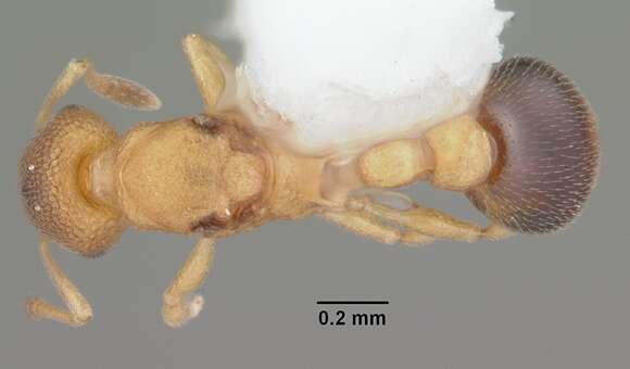 Image of Tramp Ants