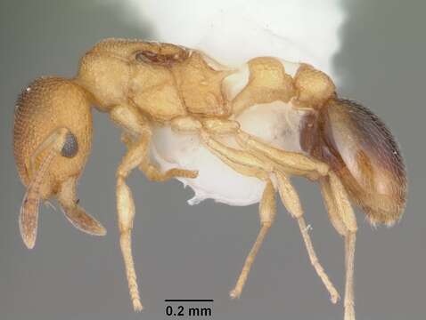 Image of Tramp Ants