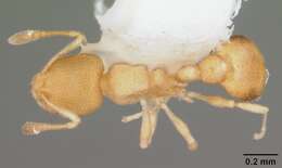 Image of Tramp Ants