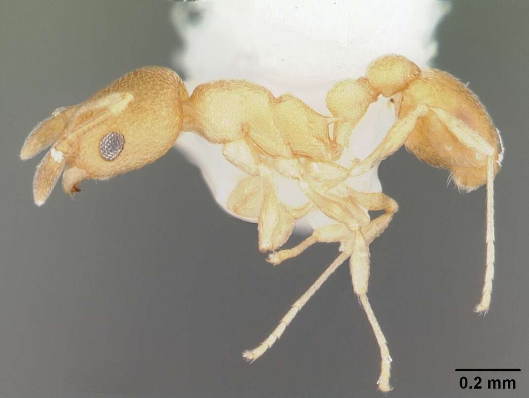 Image of Tramp Ants