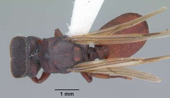 Image of Cephalotes varians (Smith 1876)