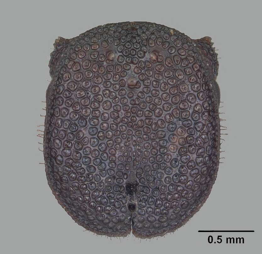 Cephalotes varians (Smith 1876) resmi