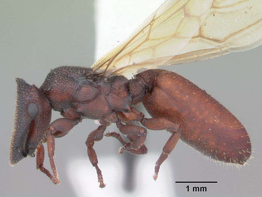 Cephalotes varians (Smith 1876) resmi