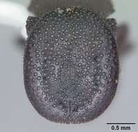 Cephalotes varians (Smith 1876) resmi