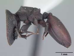 Cephalotes varians (Smith 1876) resmi