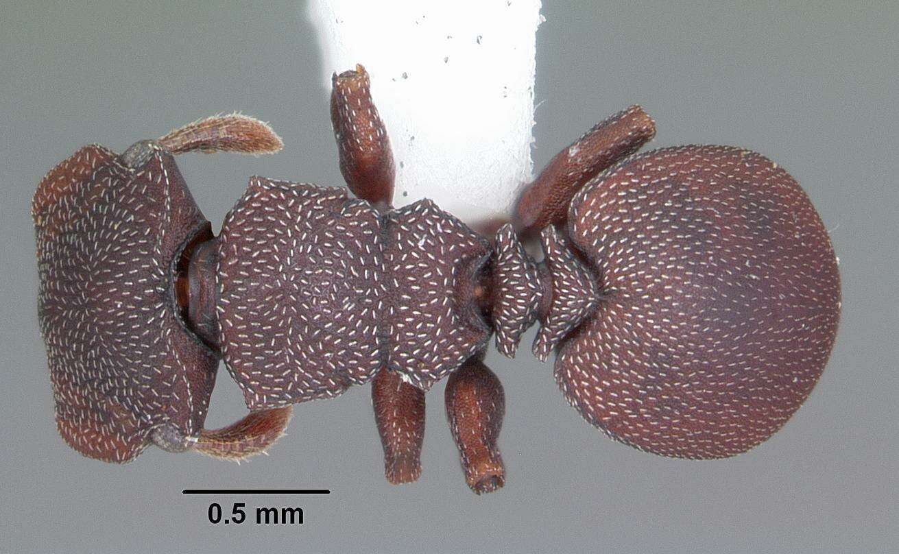 Cephalotes varians (Smith 1876) resmi