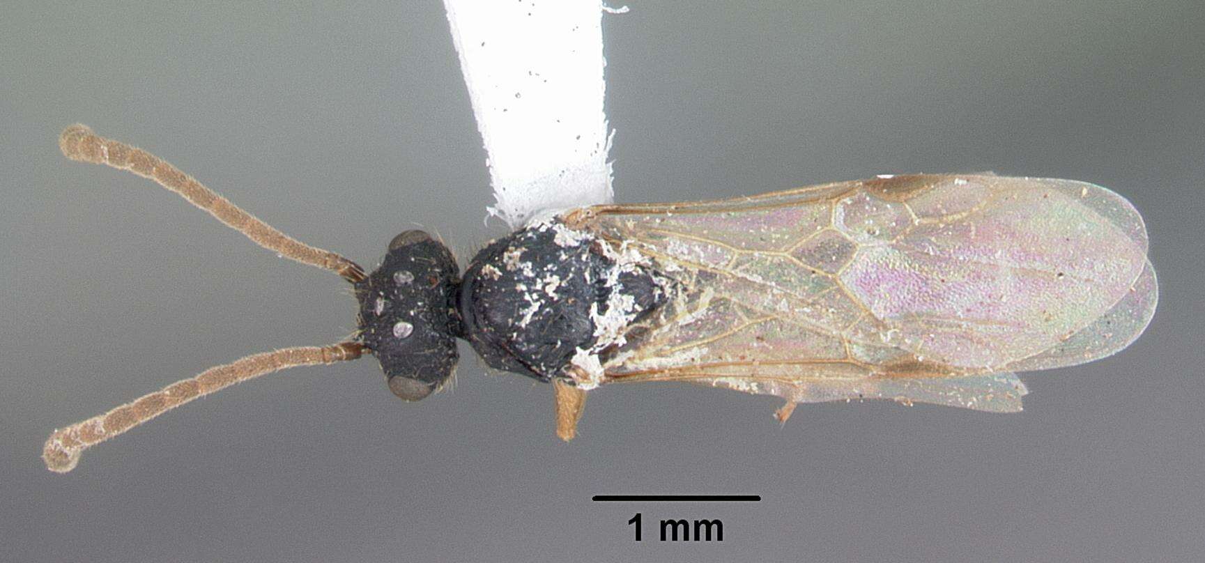 Cephalotes varians (Smith 1876) resmi