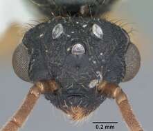 Cephalotes varians (Smith 1876) resmi