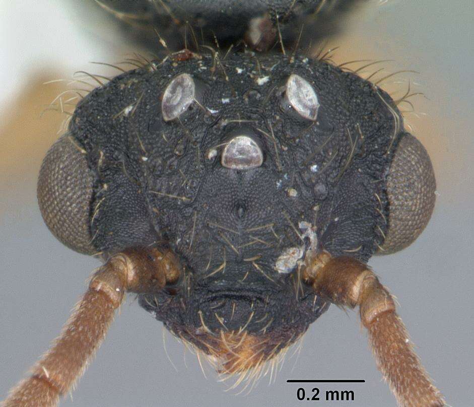 Cephalotes varians (Smith 1876) resmi