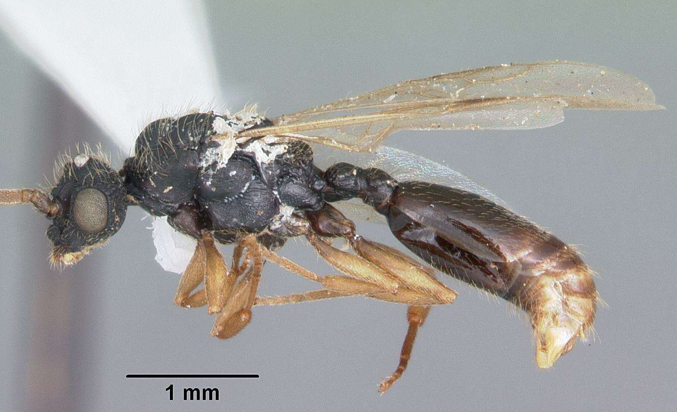 Cephalotes varians (Smith 1876) resmi