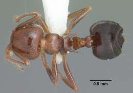 Image of Crematogaster laeviuscula Mayr 1870