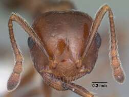 Image of Crematogaster laeviuscula Mayr 1870