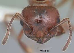 Image of Crematogaster laeviuscula Mayr 1870