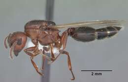 Image of Crematogaster laeviuscula Mayr 1870