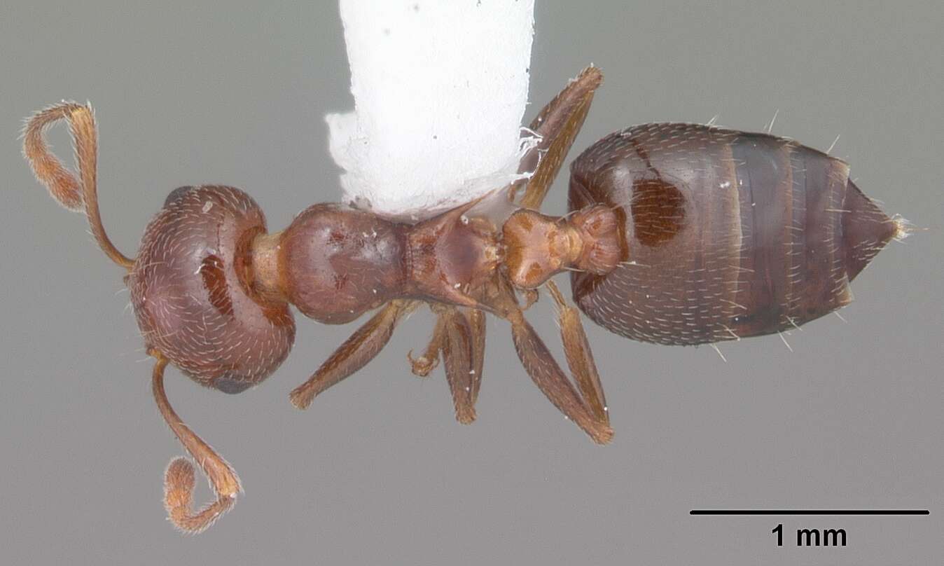 Image of Crematogaster laeviuscula Mayr 1870