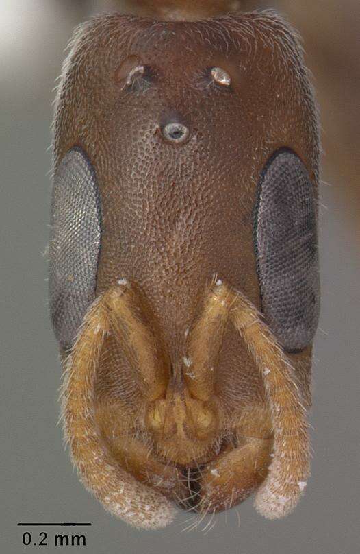 Image de Pseudomyrmex cubaensis (Forel 1901)