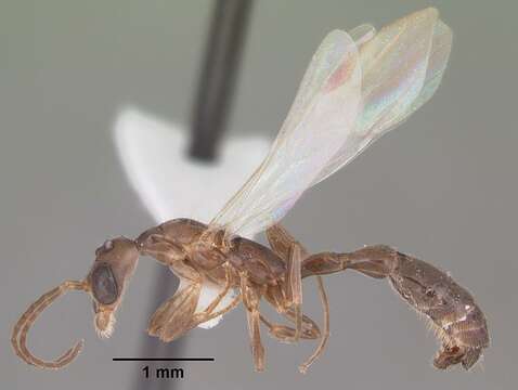 Imagem de Pseudomyrmex cubaensis (Forel 1901)