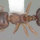 Image de Crematogaster lineolata (Say 1836)