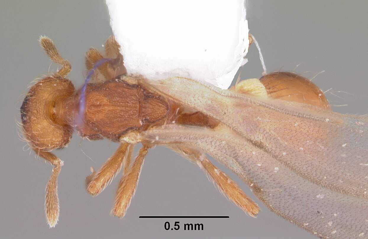 Image of Strumigenys apalachicolensis