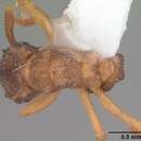 Image of Ant